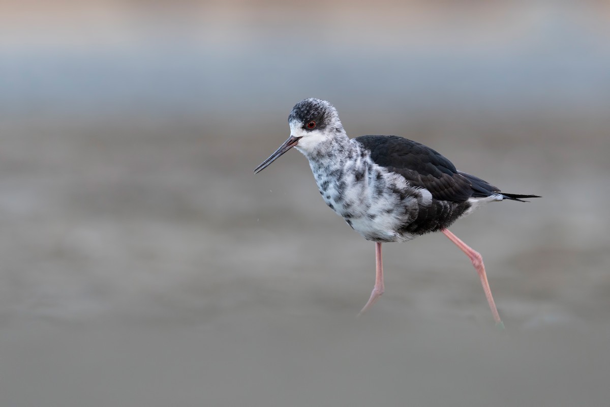 Black Stilt - ML647605611