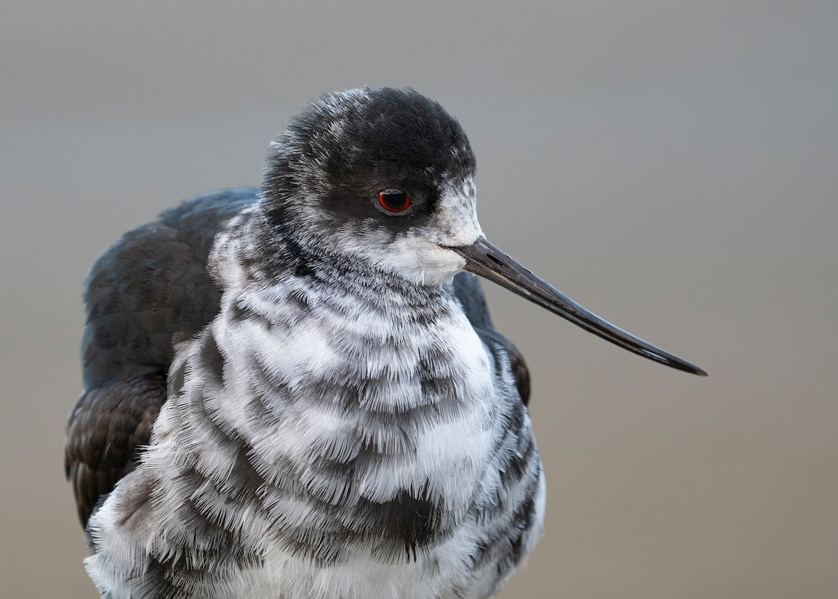 Black Stilt - ML647605612