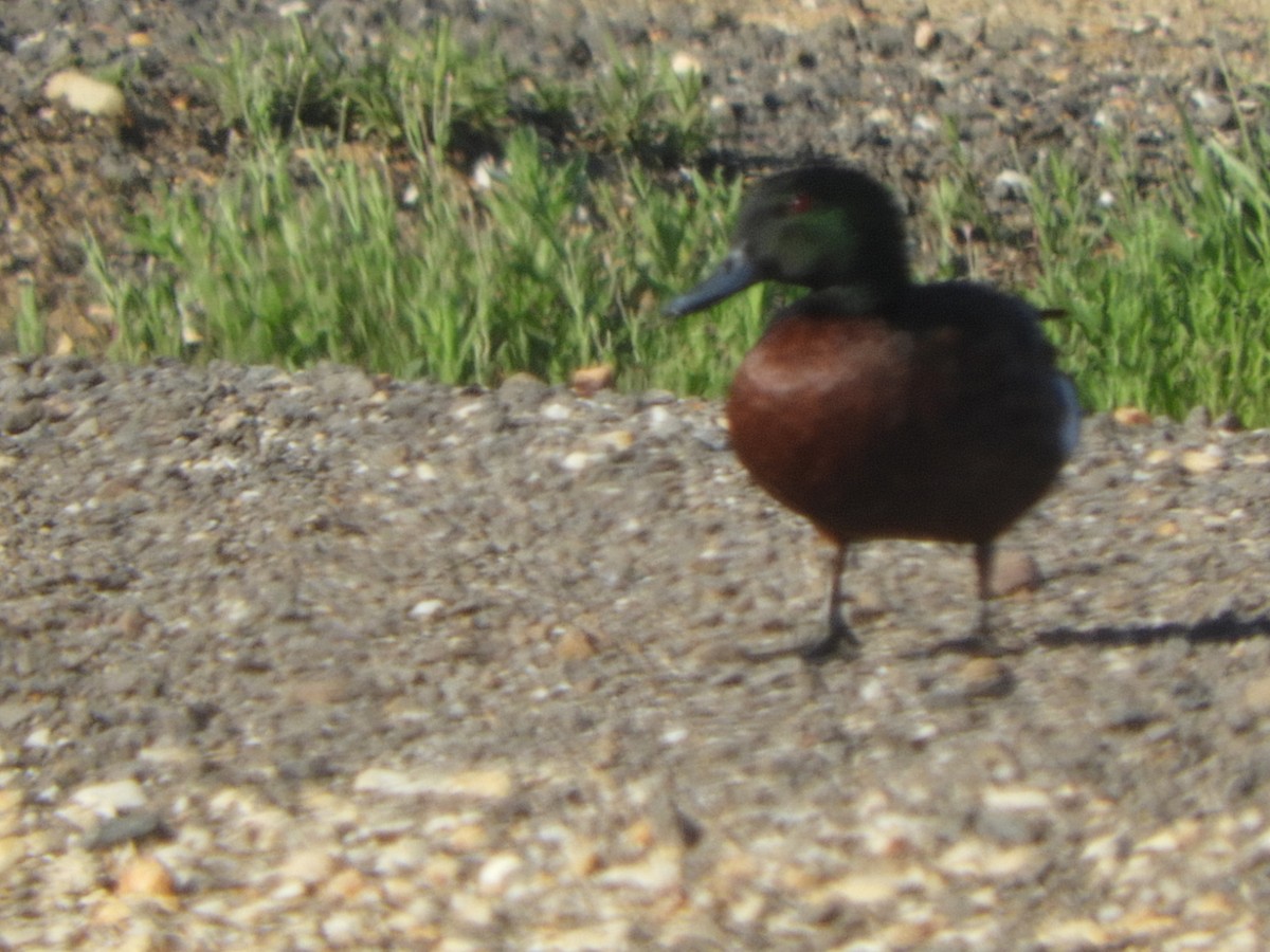 Chestnut Teal - ML647605615