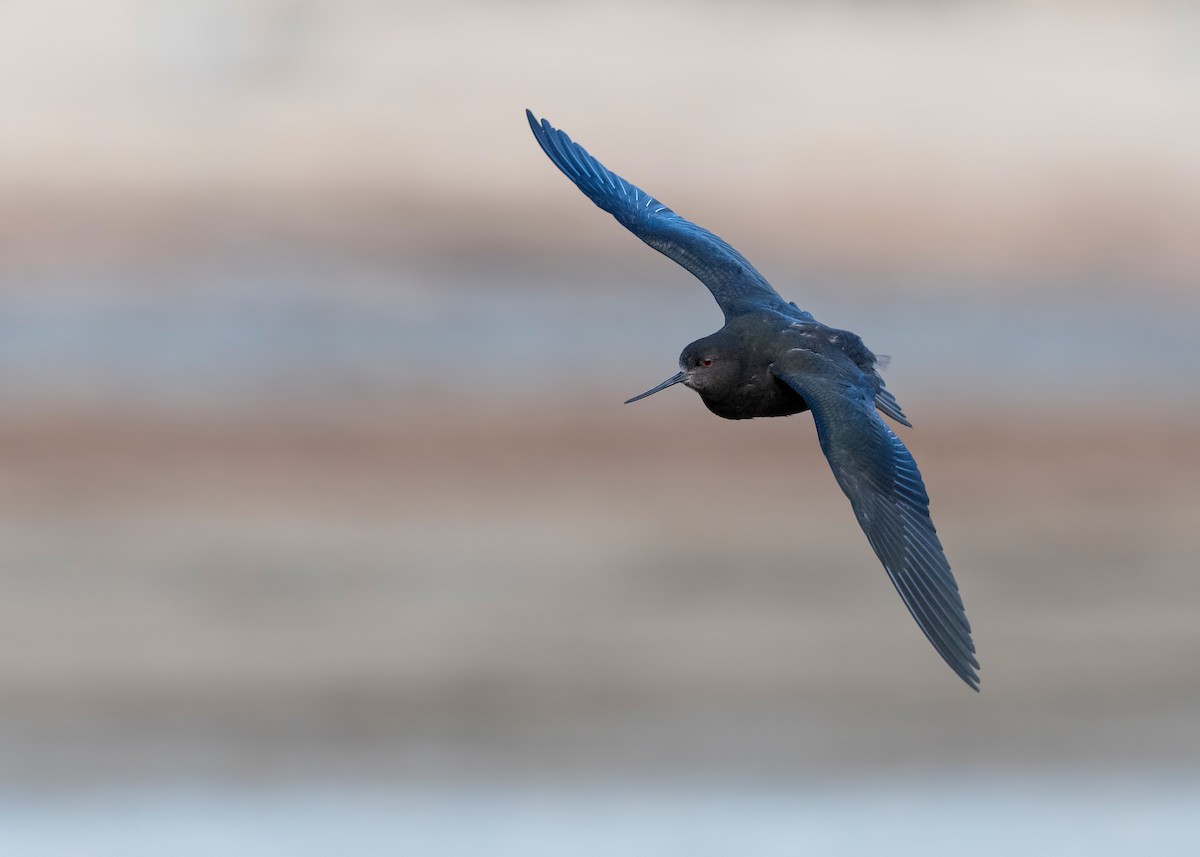 Black Stilt - ML647605616