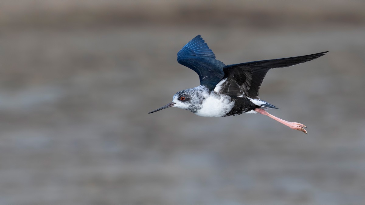 Black Stilt - ML647605617