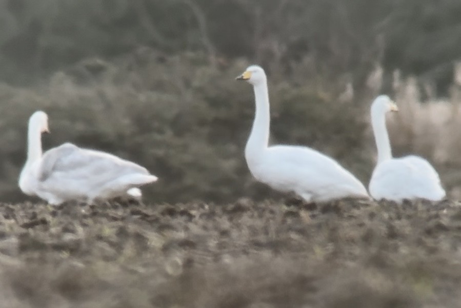 labuť zpěvná - ML647605618