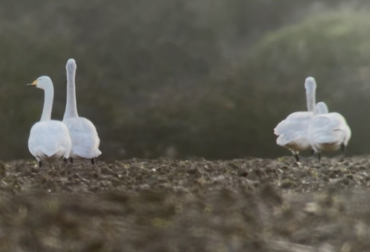 labuť zpěvná - ML647605619