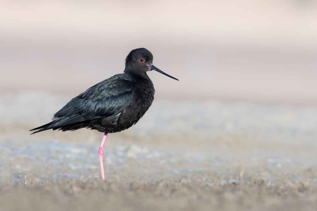 Black Stilt - ML647605621