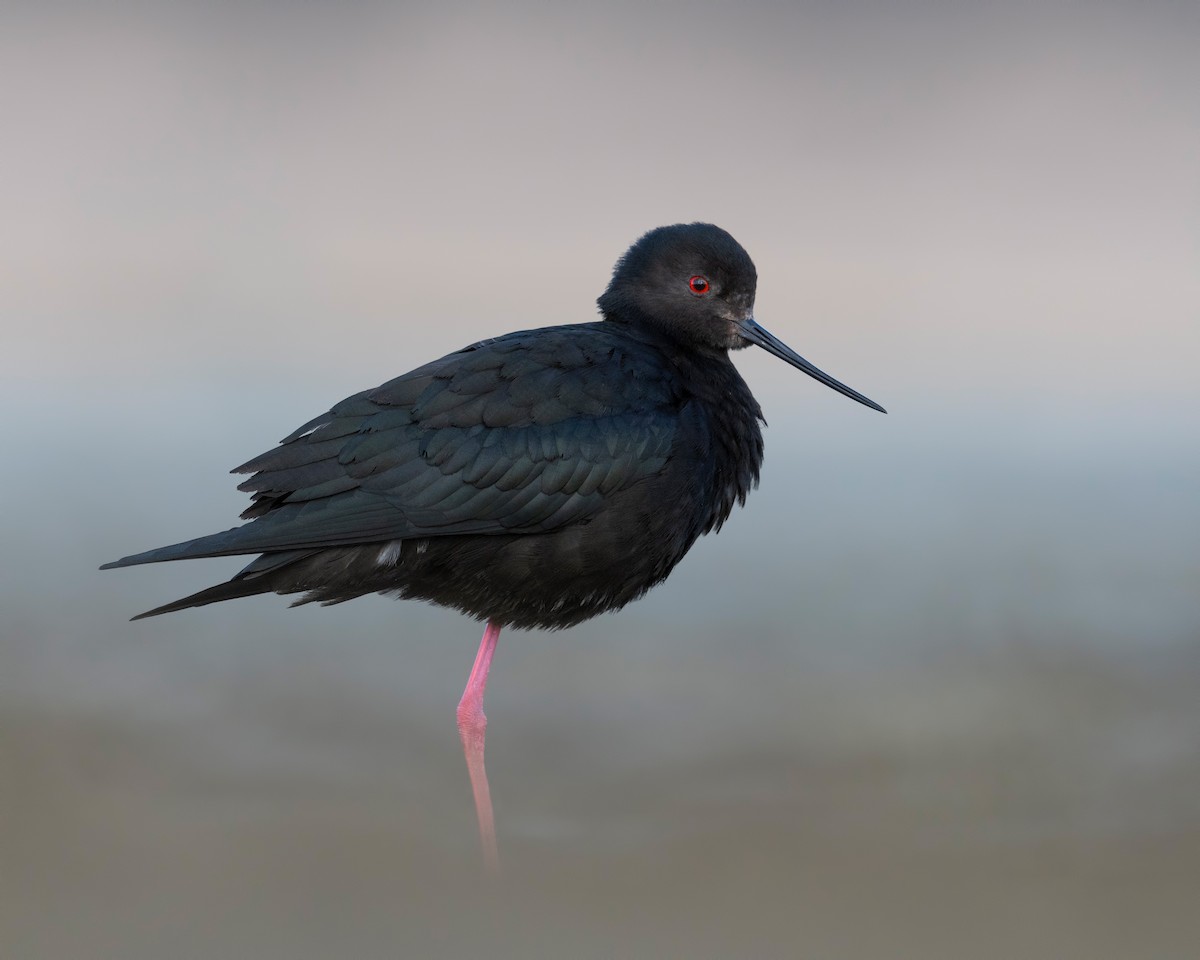 Black Stilt - ML647605622