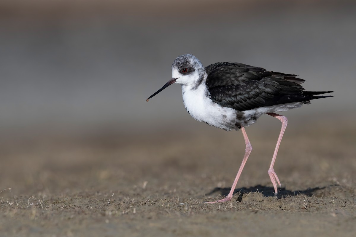 Black Stilt - ML647605623