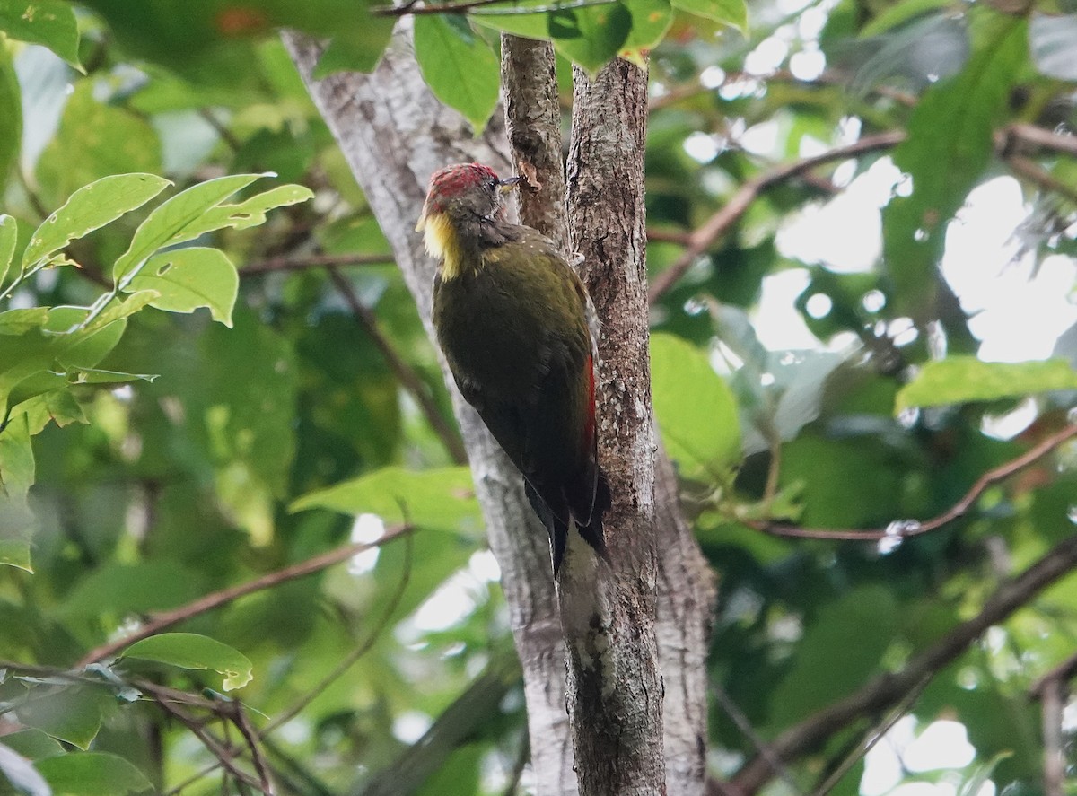 Lesser Yellownape (Chinese) - ML647605628
