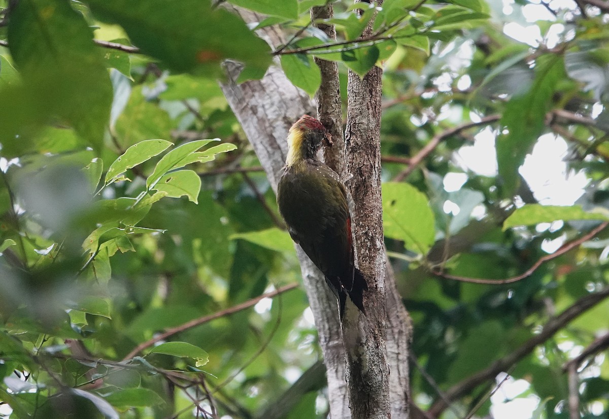 Lesser Yellownape (Chinese) - ML647605629