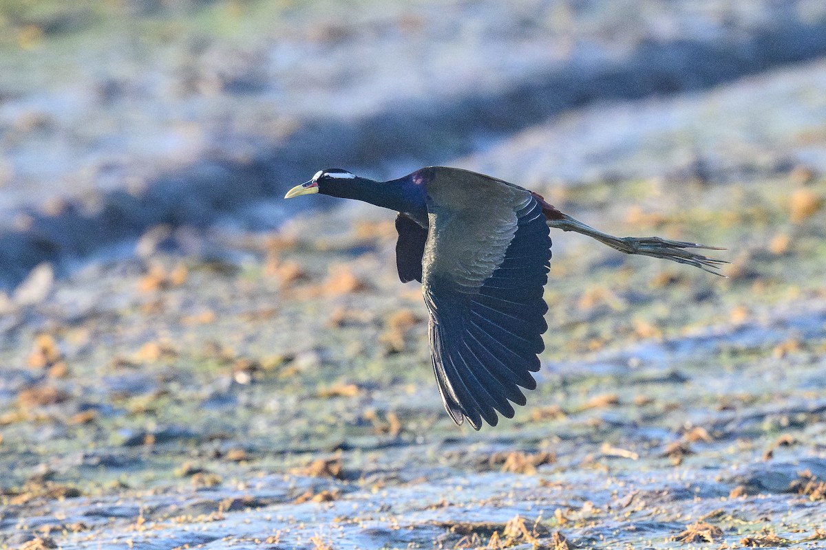 Bronze-winged Jacana - ML647605640
