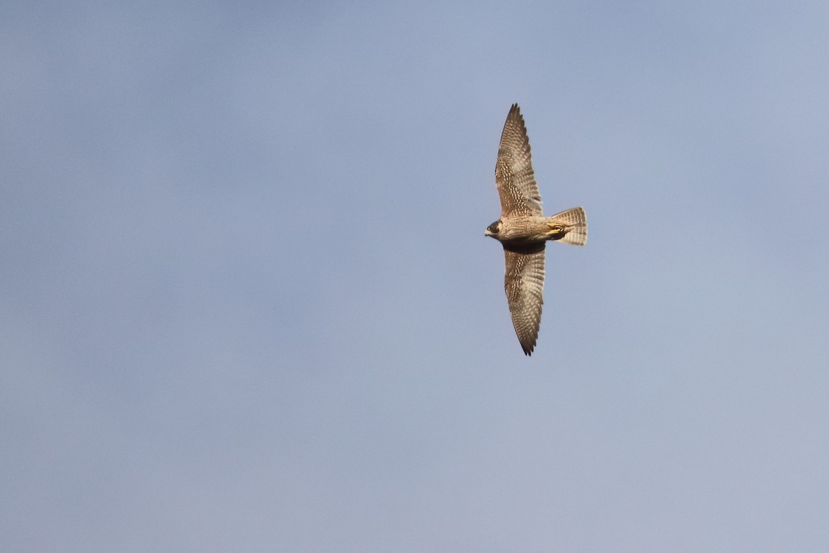 Falco pellegrino (brookei) - ML647605653