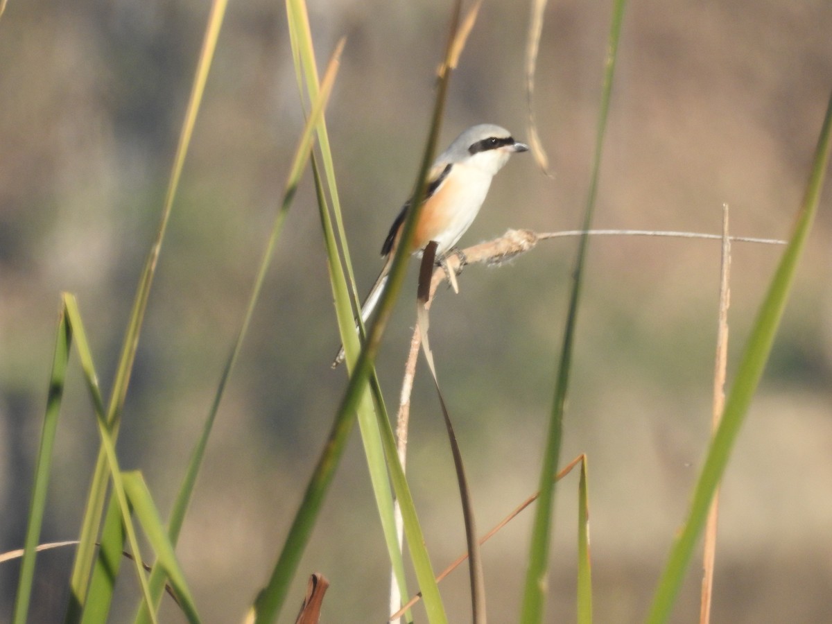 Long-tailed Shrike - ML647605655