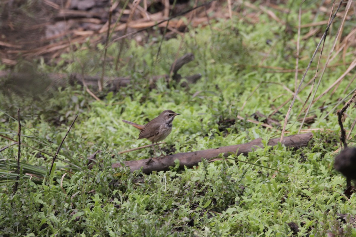 Bluethroat - ML647605659