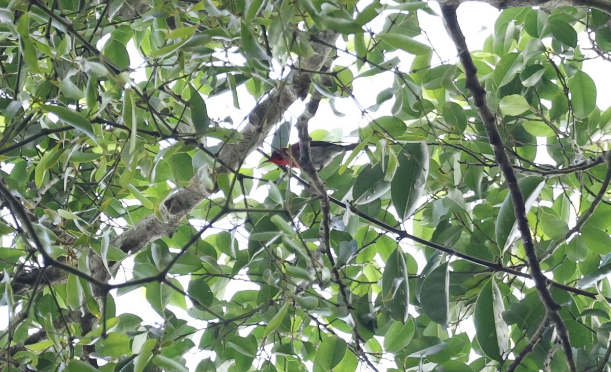 Crimson Sunbird - ML647605661