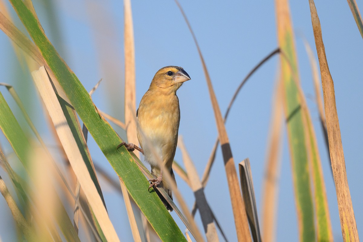 Ткачик золоточеревий - ML647605663