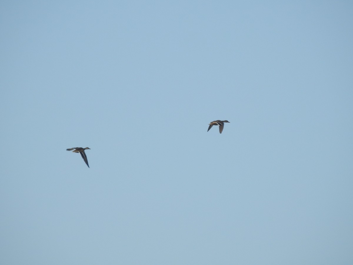 Mallard - ML647605676