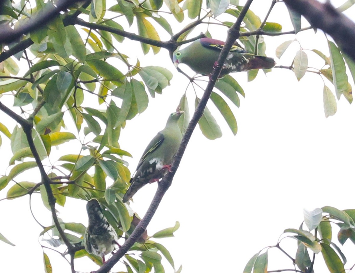 Thick-billed Green-Pigeon - ML647605677
