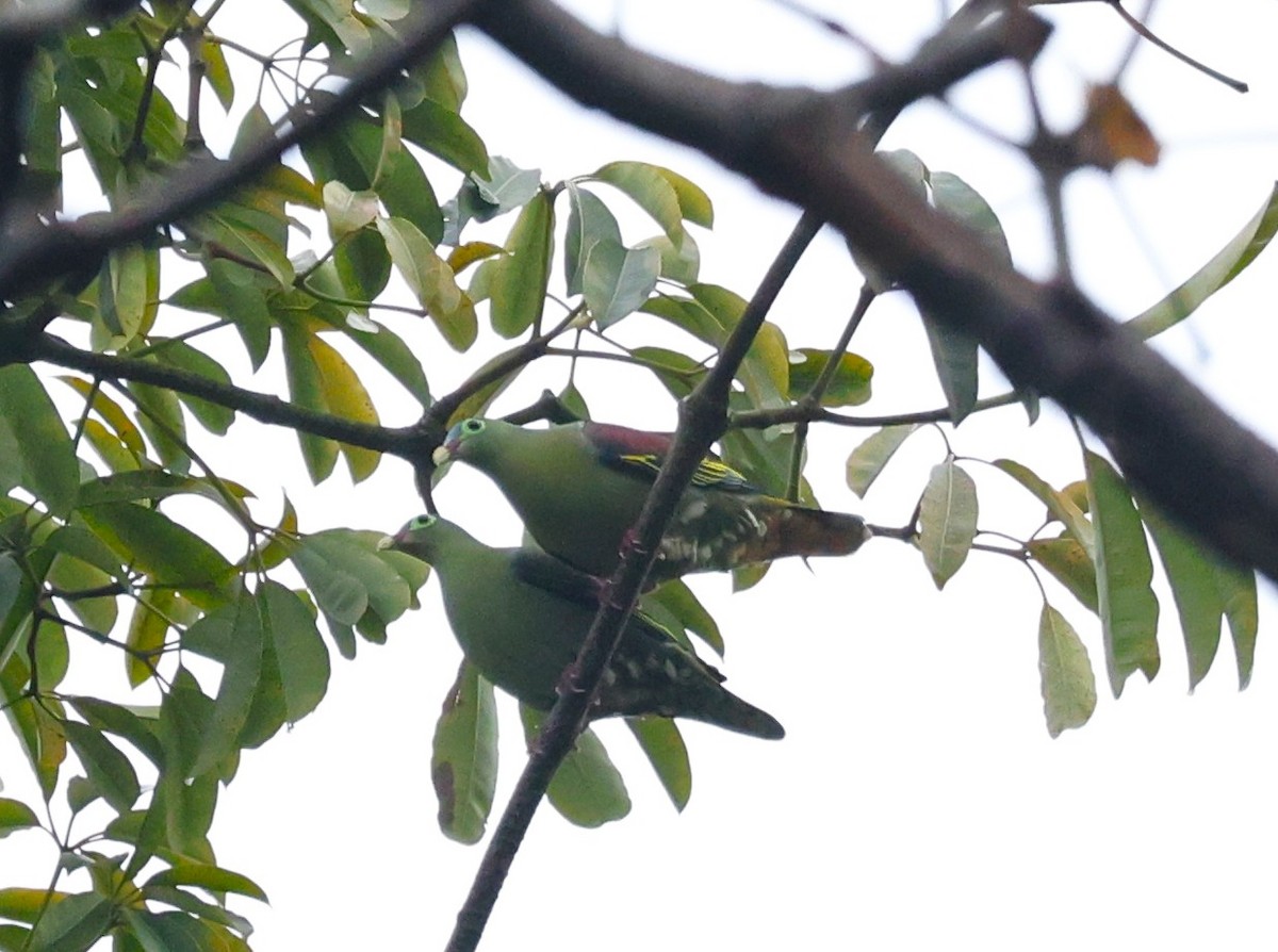 Thick-billed Green-Pigeon - ML647605679