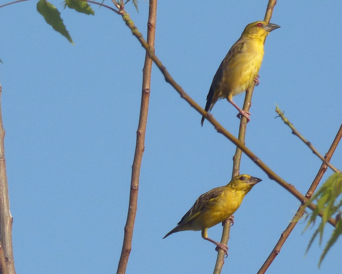 Village Weaver - ML647605688