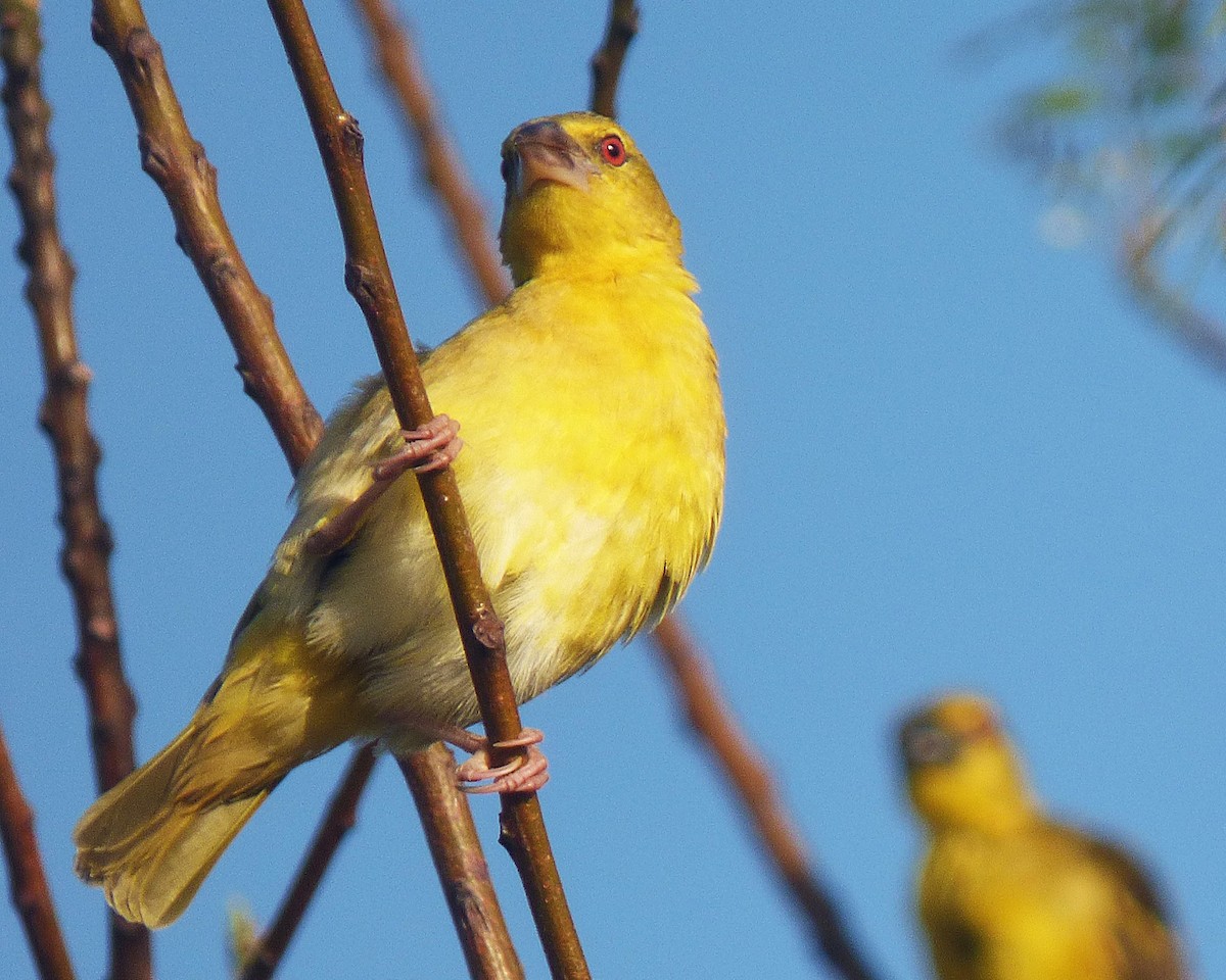 Village Weaver - ML647605690