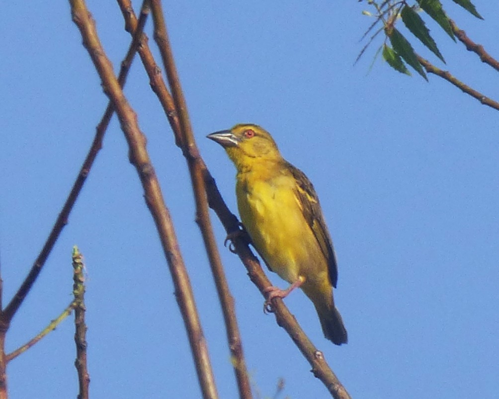 Village Weaver - ML647605691