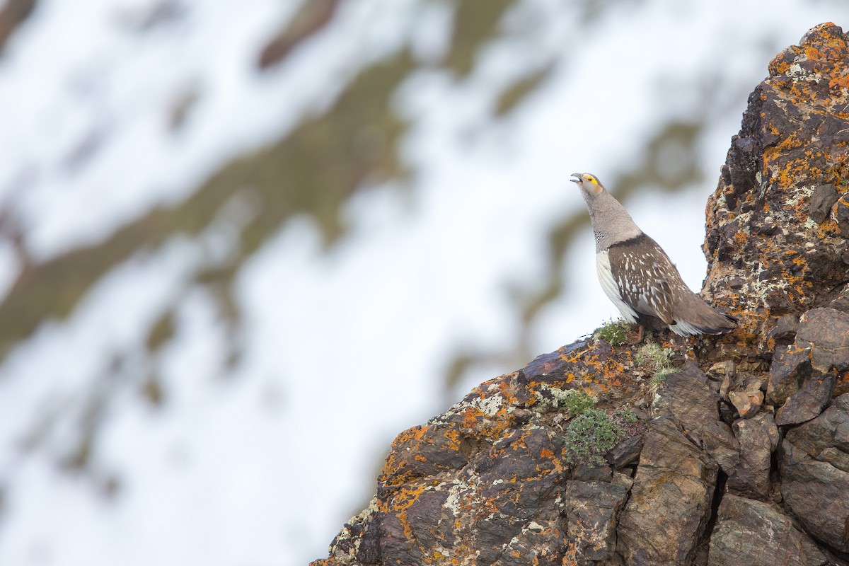 Altai Snowcock - ML647605694