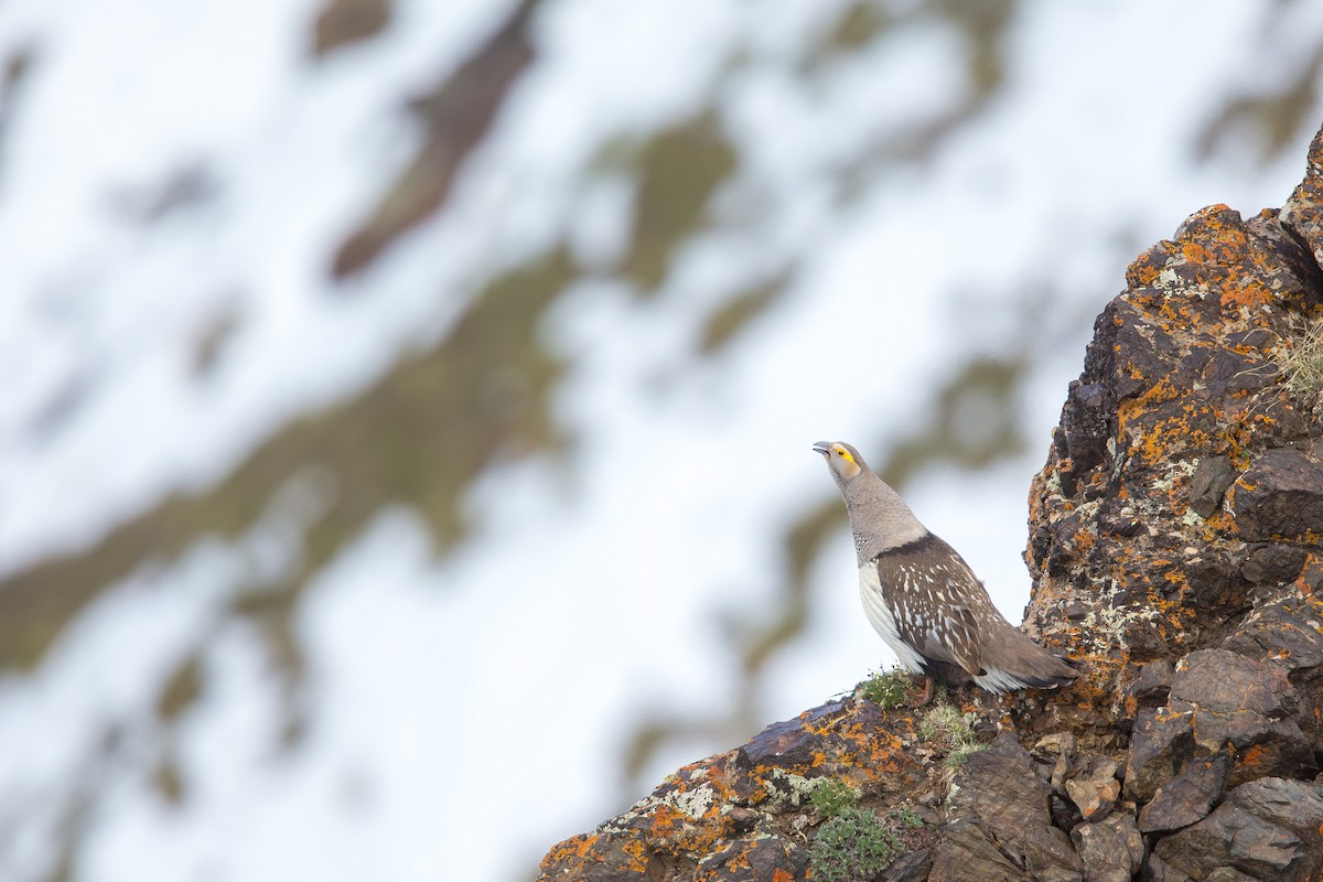 Altai Snowcock - ML647605695