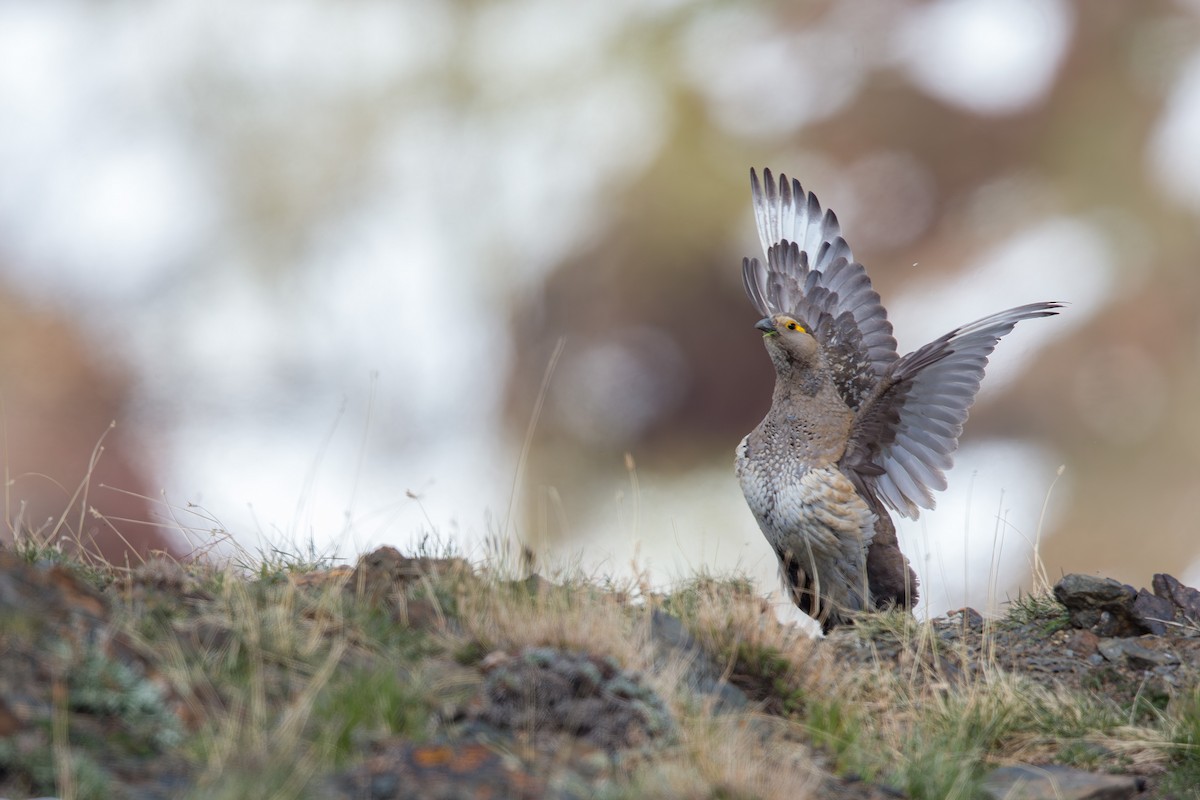 Altai Snowcock - ML647605696
