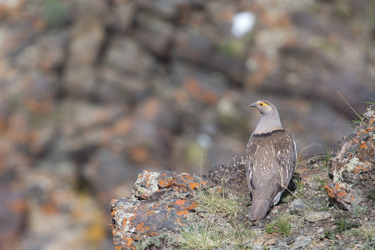 Altai Snowcock - ML647605697