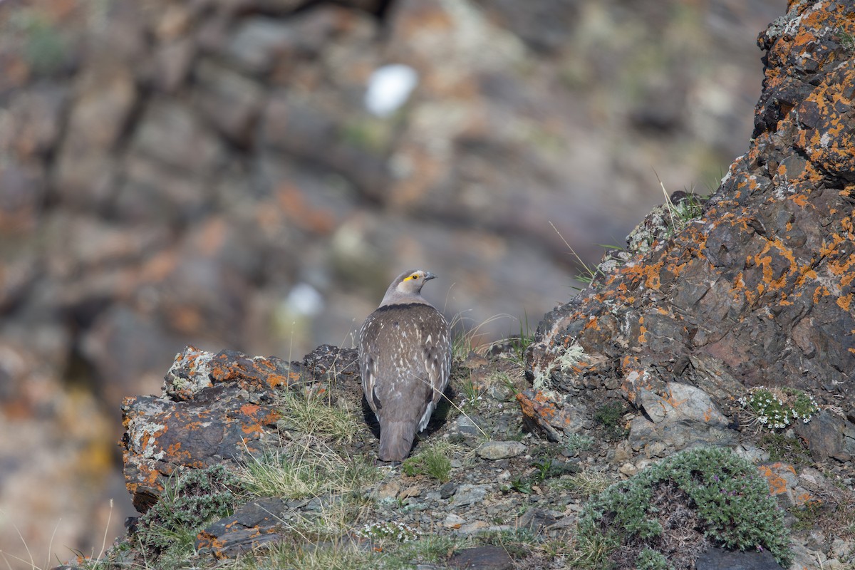 Altai Snowcock - ML647605698
