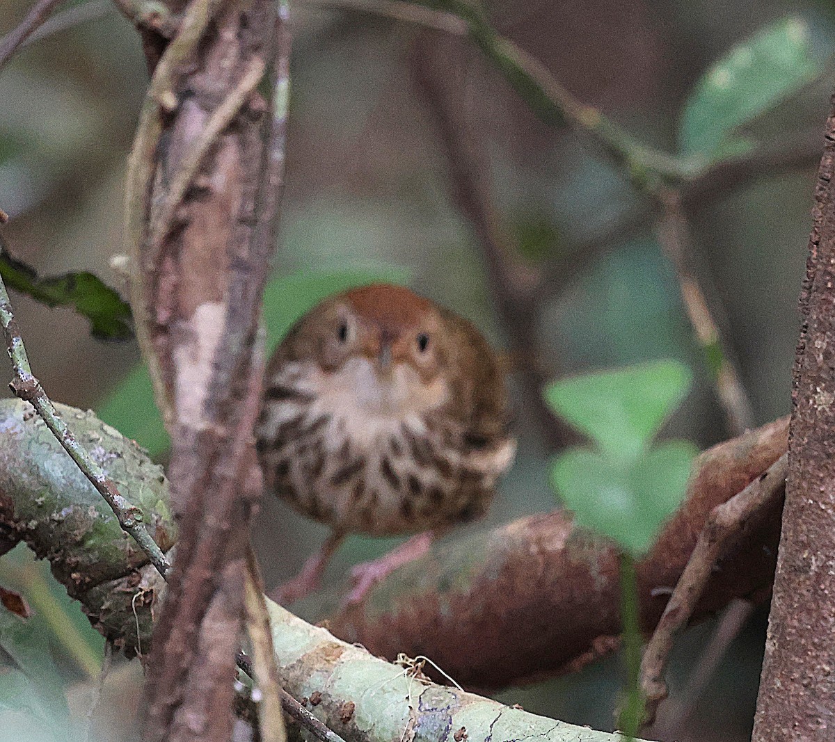 Puff-throated Babbler - ML647605700