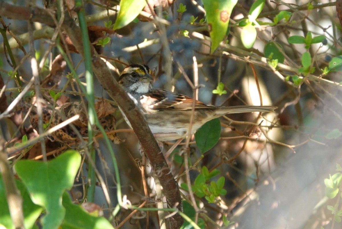 White-throated Sparrow - ML647605702