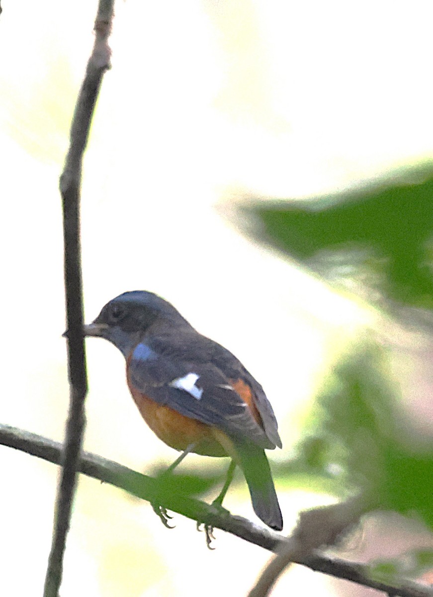 Blue-capped Rock-Thrush - ML647605703