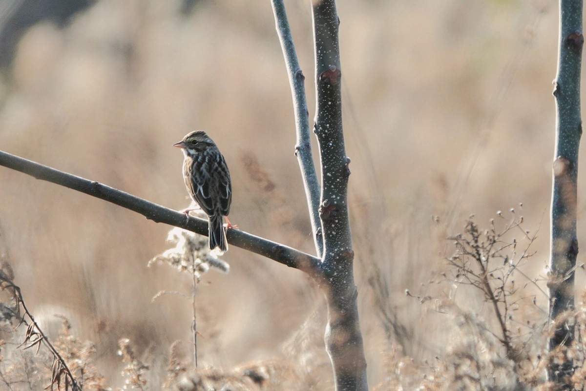 Savannah Sparrow - ML647605704