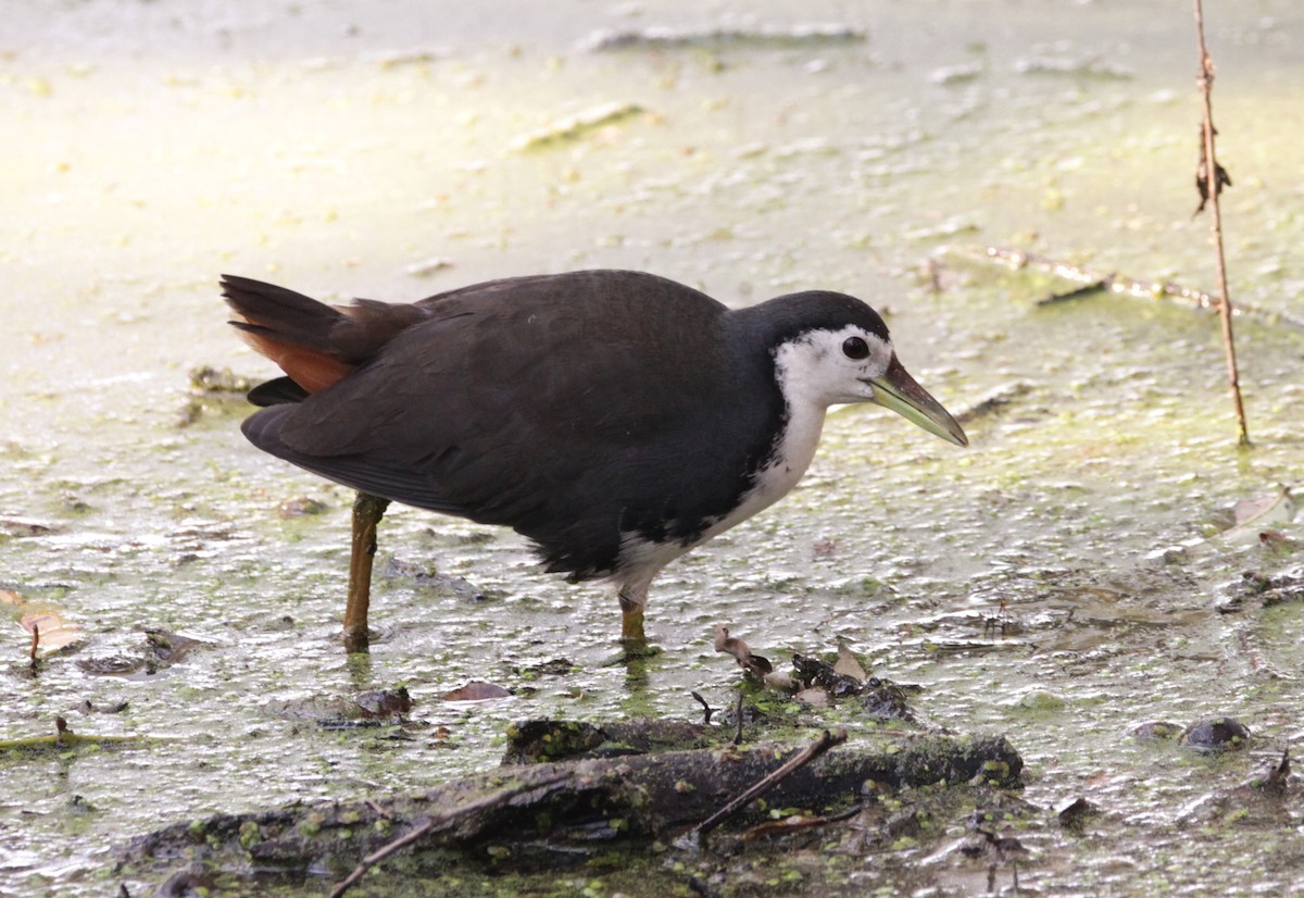 White-breasted Waterhen - ML647605706