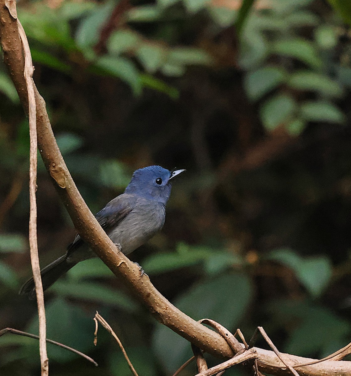Black-naped Monarch - ML647605707