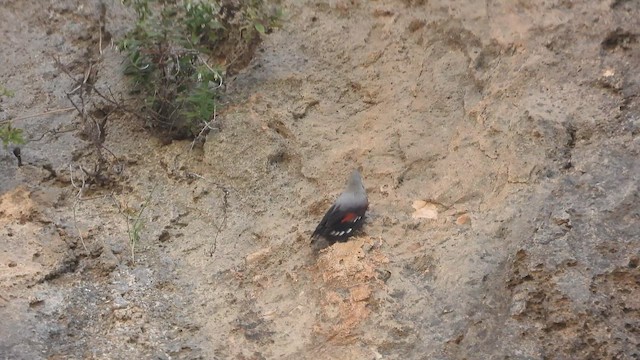 Wallcreeper - ML647605708