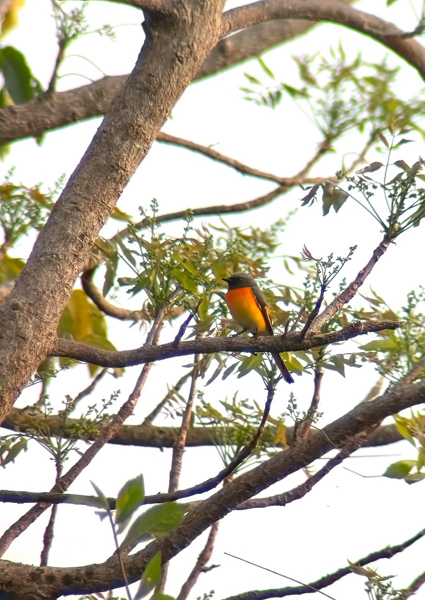 Small Minivet - ML647605709