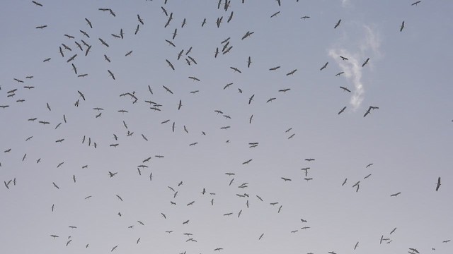 White Stork - ML647605710