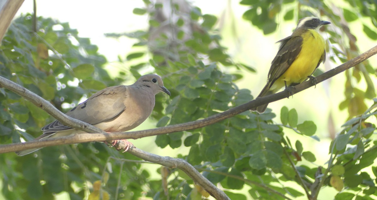 Eared Dove - ML647605712