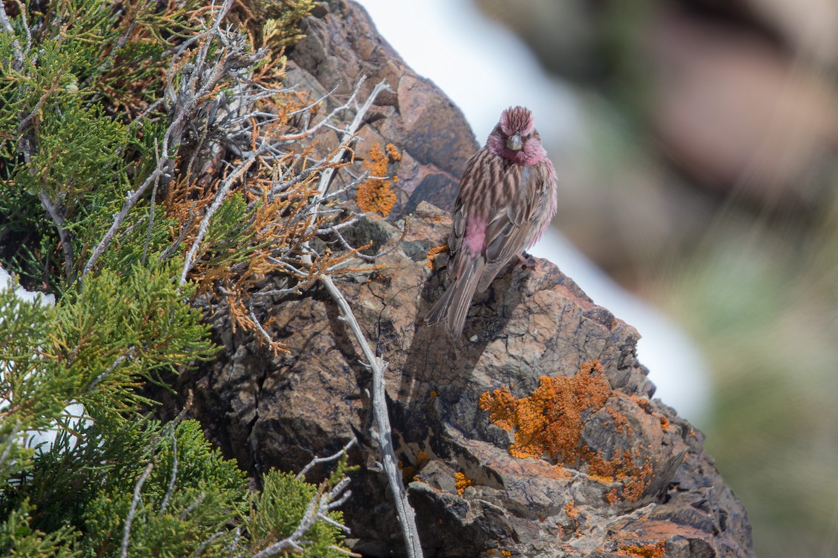 Chinese Beautiful Rosefinch - ML647605713