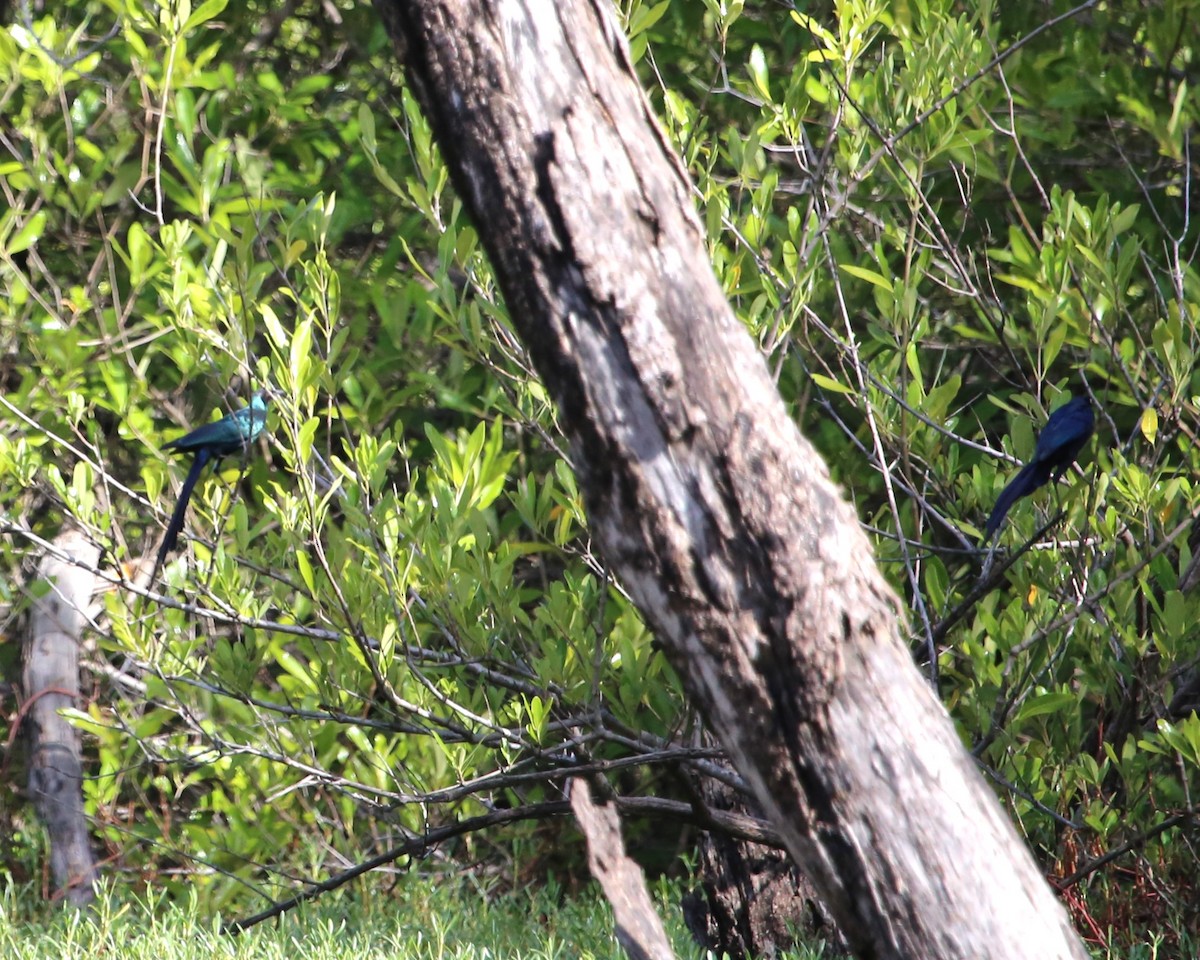 Long-tailed Glossy Starling - ML647605714