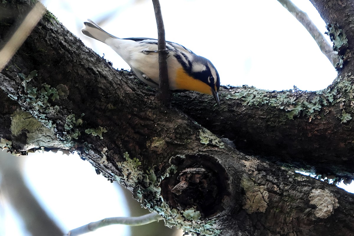 Yellow-throated Warbler - ML647605715