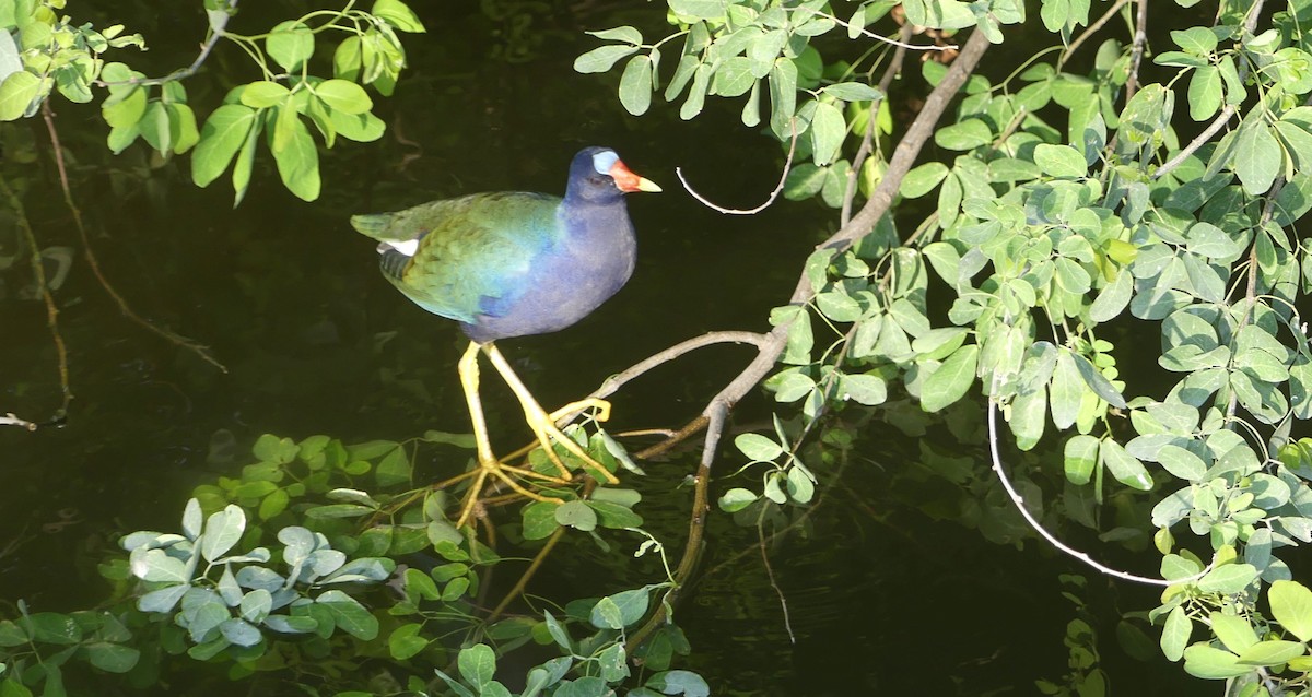 Purple Gallinule - ML647605716