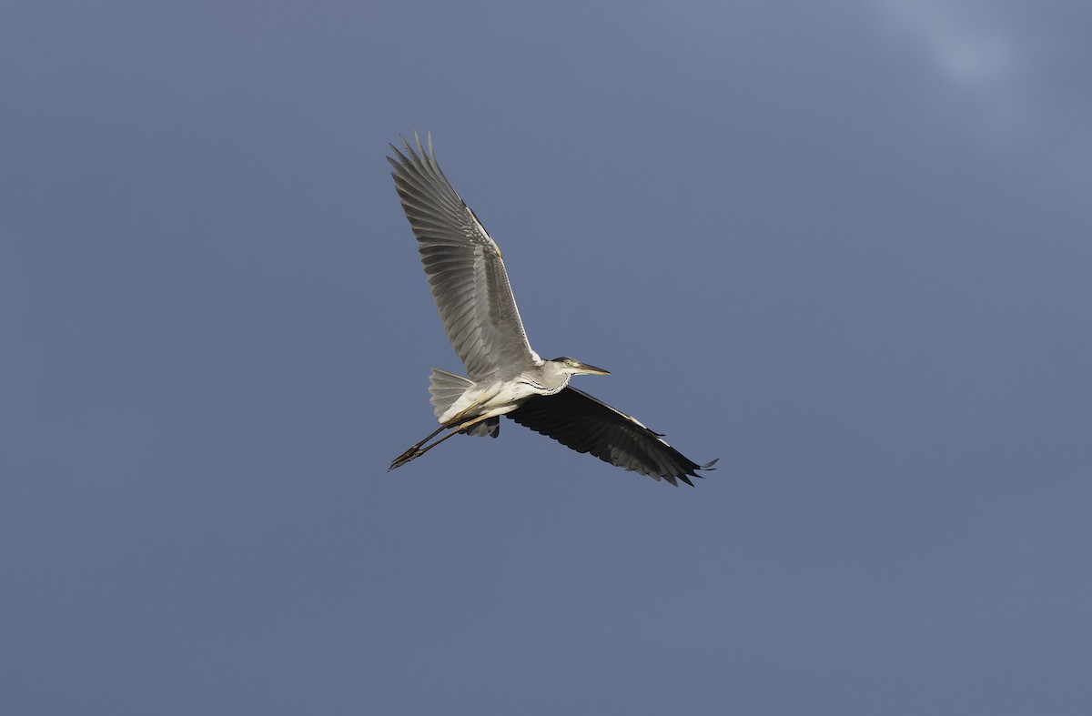 Gray Heron - ML647605717