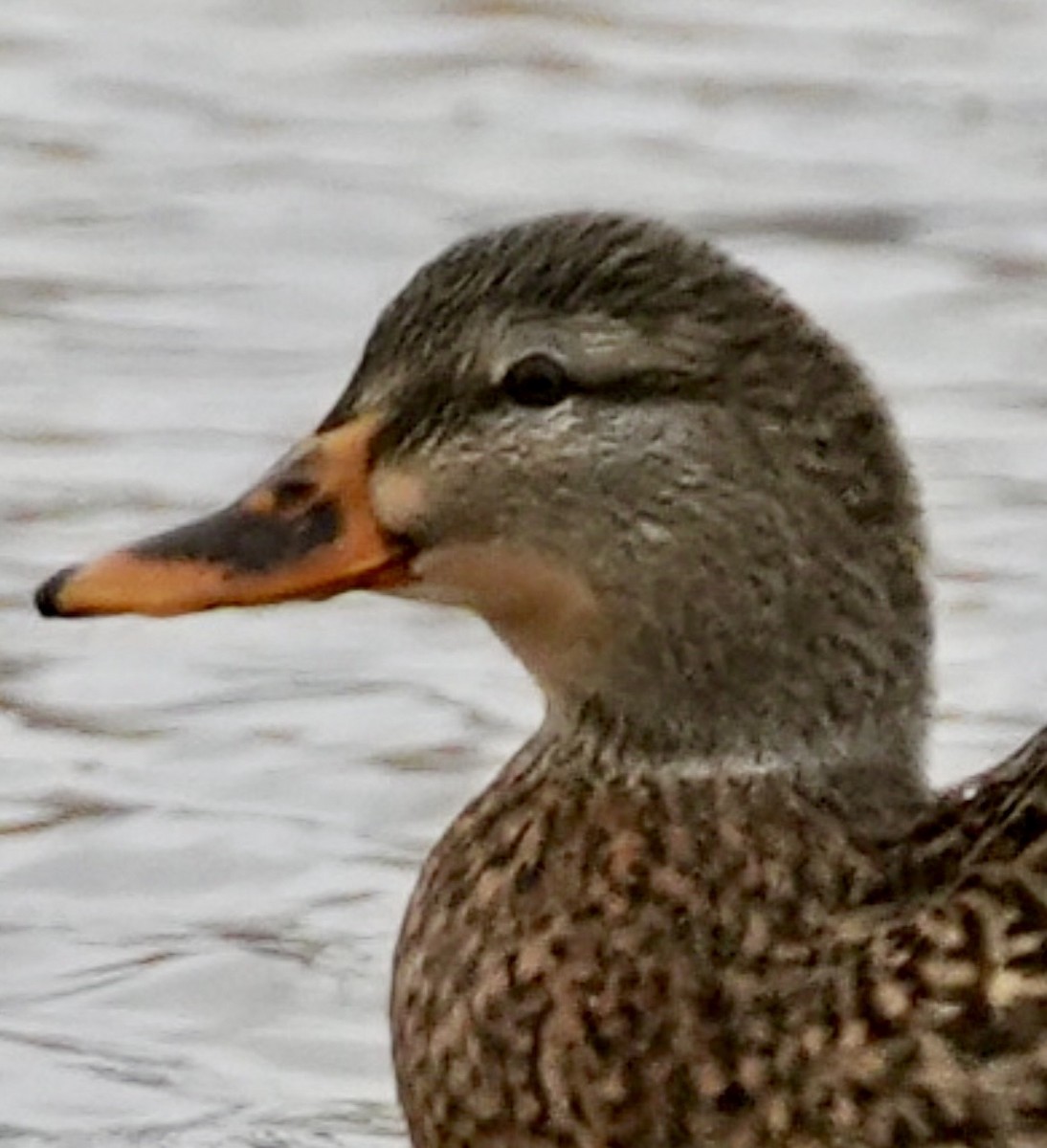 Mallard - ML647605719