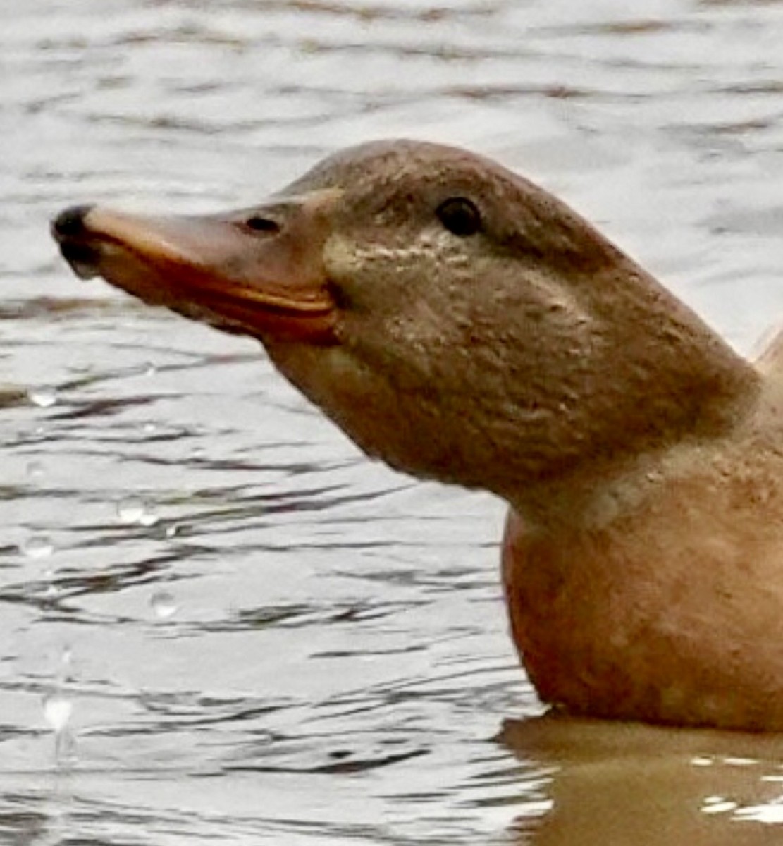 Mallard - ML647605720