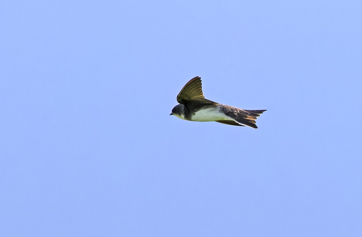 Bank Swallow - ML647605726