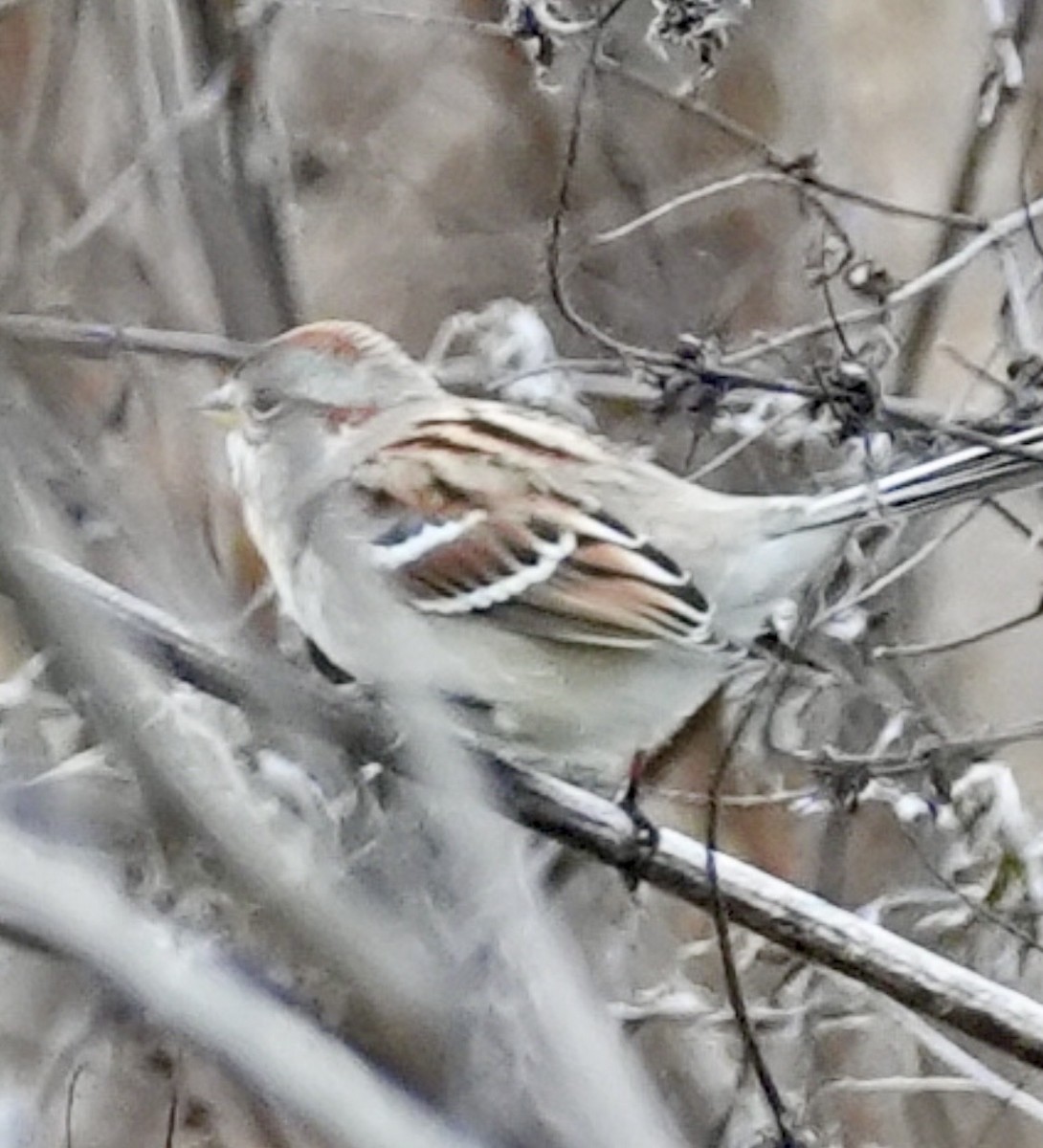 American Tree Sparrow - ML647605735