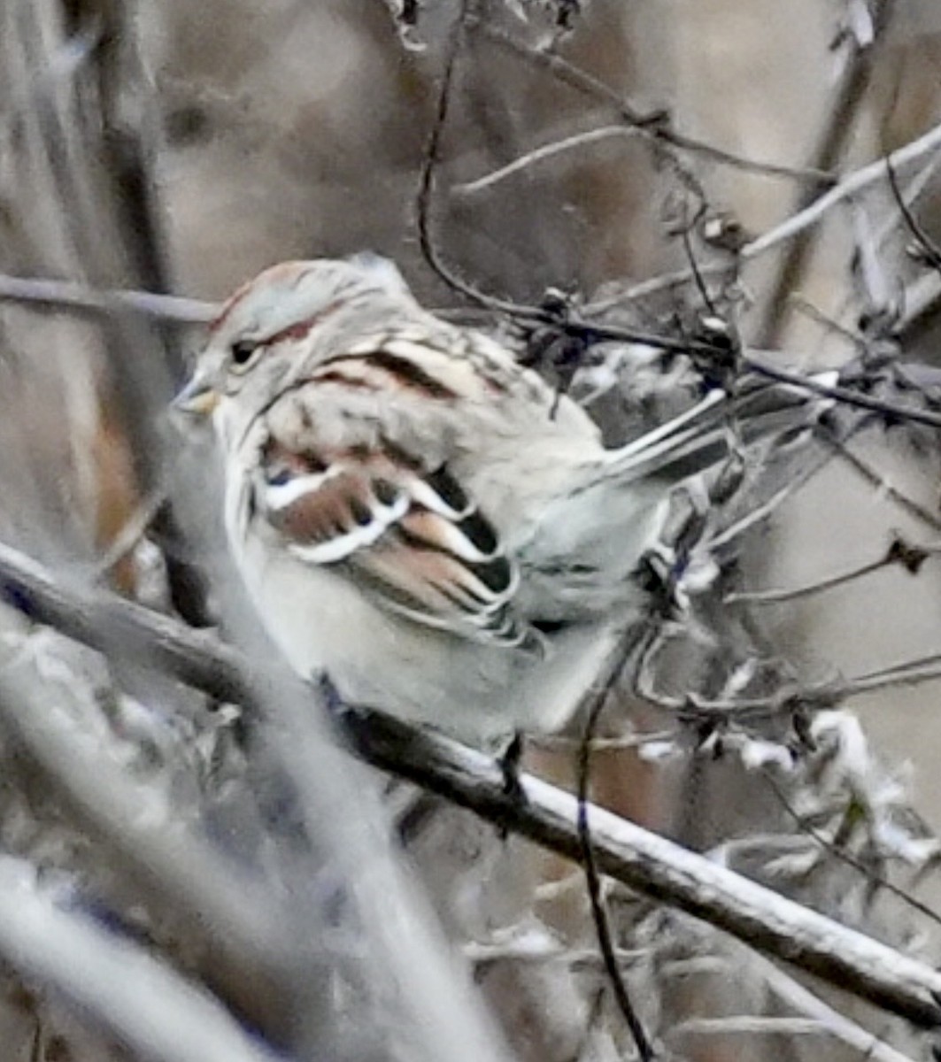 American Tree Sparrow - ML647605736