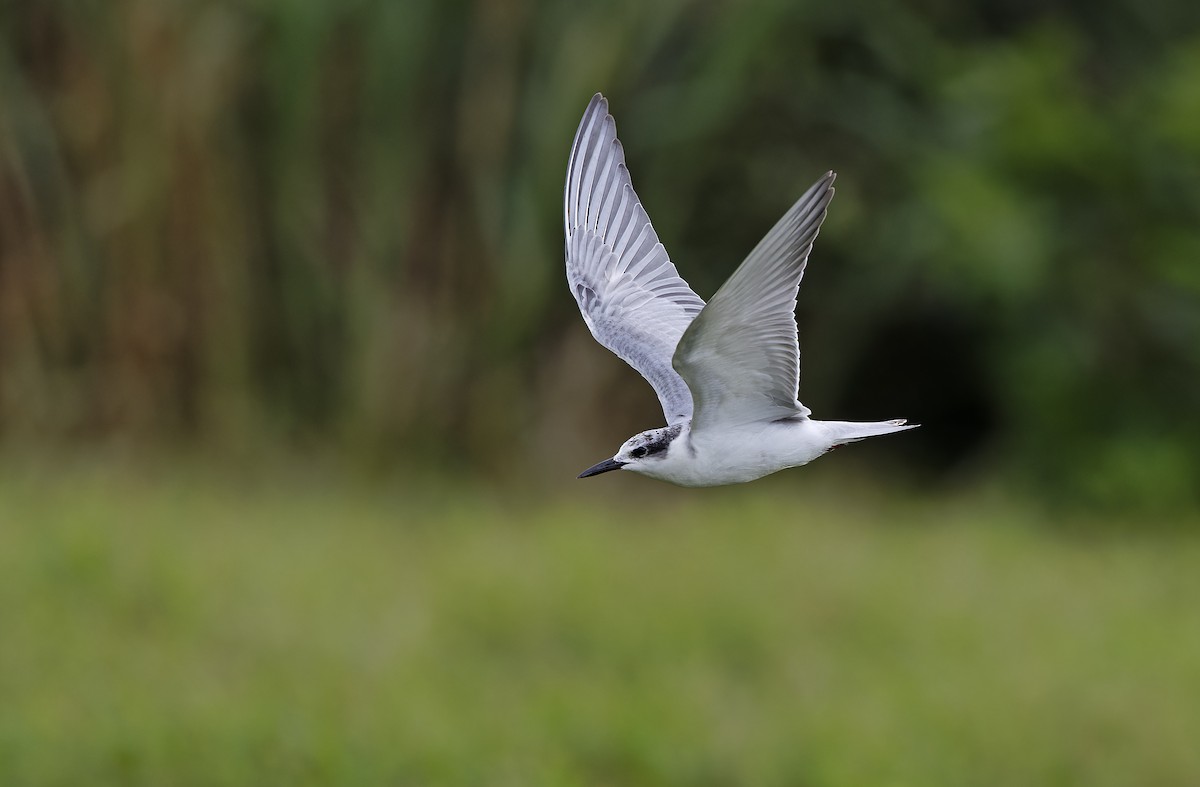 Whiskered Tern - ML647605738